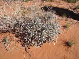 Image of Newcastelia cephalantha F. Muell.