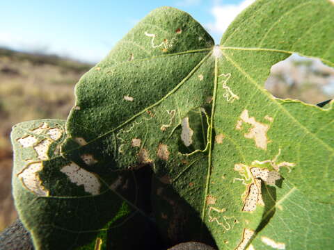 Image of Cotton leaf perforator