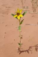 Image of western sunflower