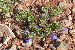 Image of mat penstemon