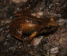 Image of De Villier’s Moss Frog