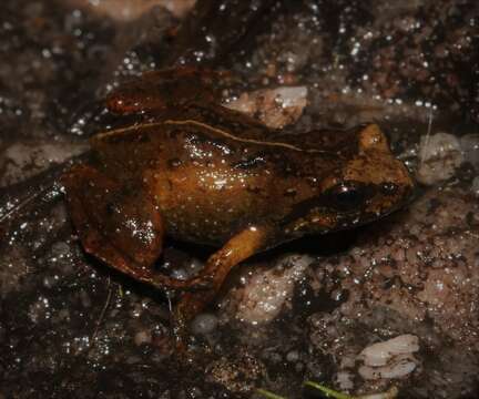 Image of De Villier’s Moss Frog