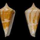 Image of Conus sakalava (Monnier & Tenorio 2017)
