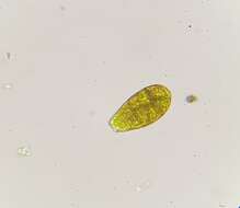 Image of zygodon moss