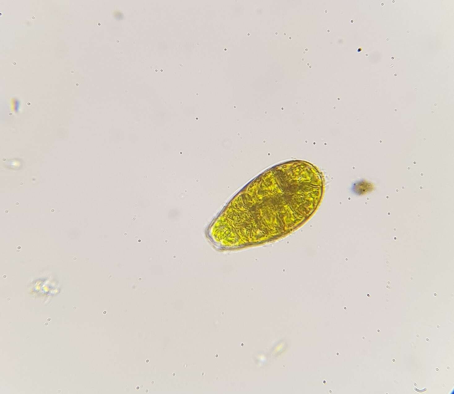 Image of zygodon moss