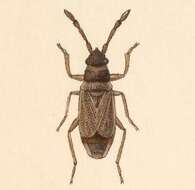 Image of Sisamnes contractus Distant 1893