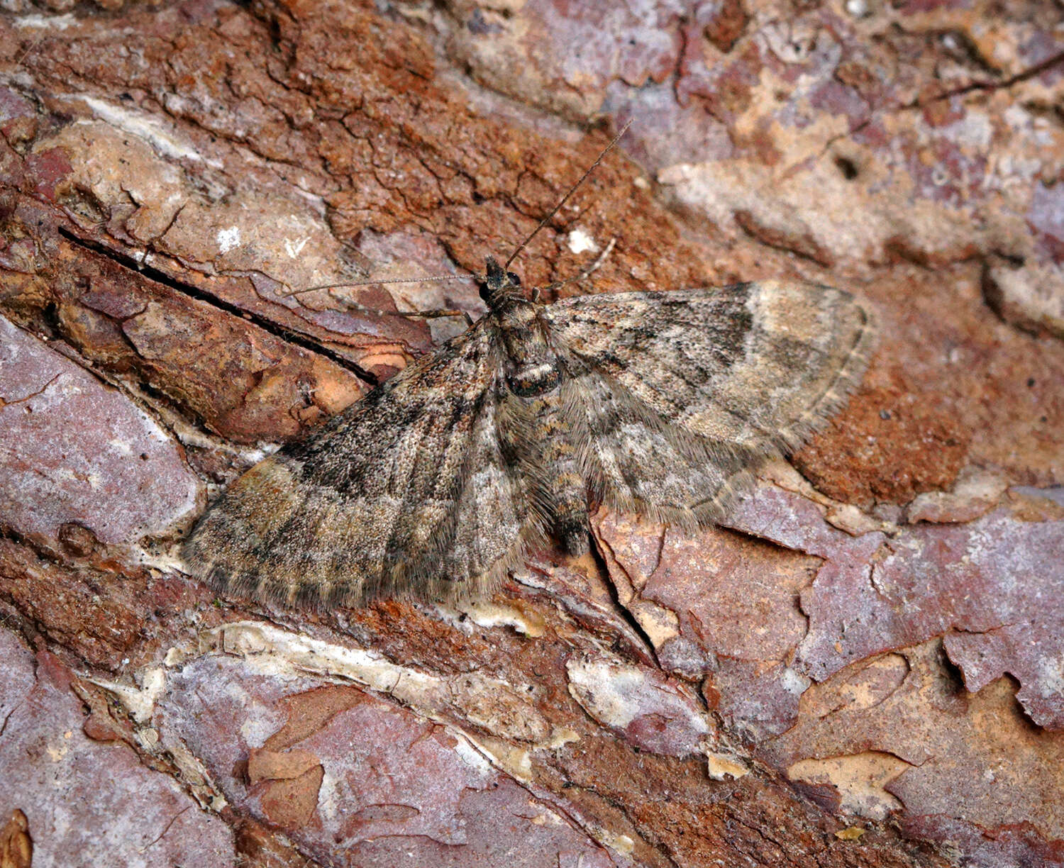 Image of double-striped pug