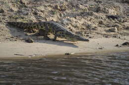 Image of Nile crocodile