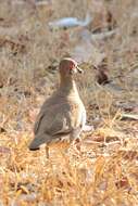 Image of Partridge Pigeon