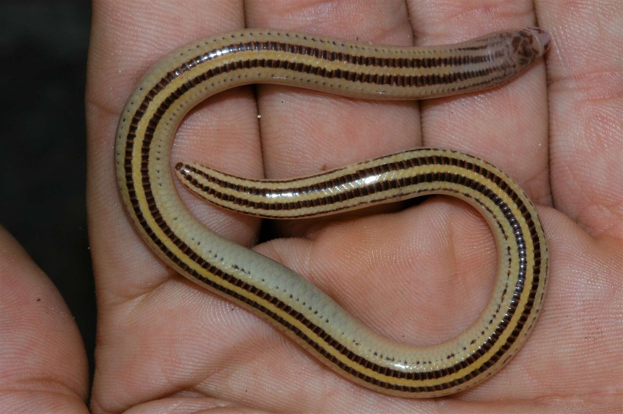 Image of Japp's burrowing skink