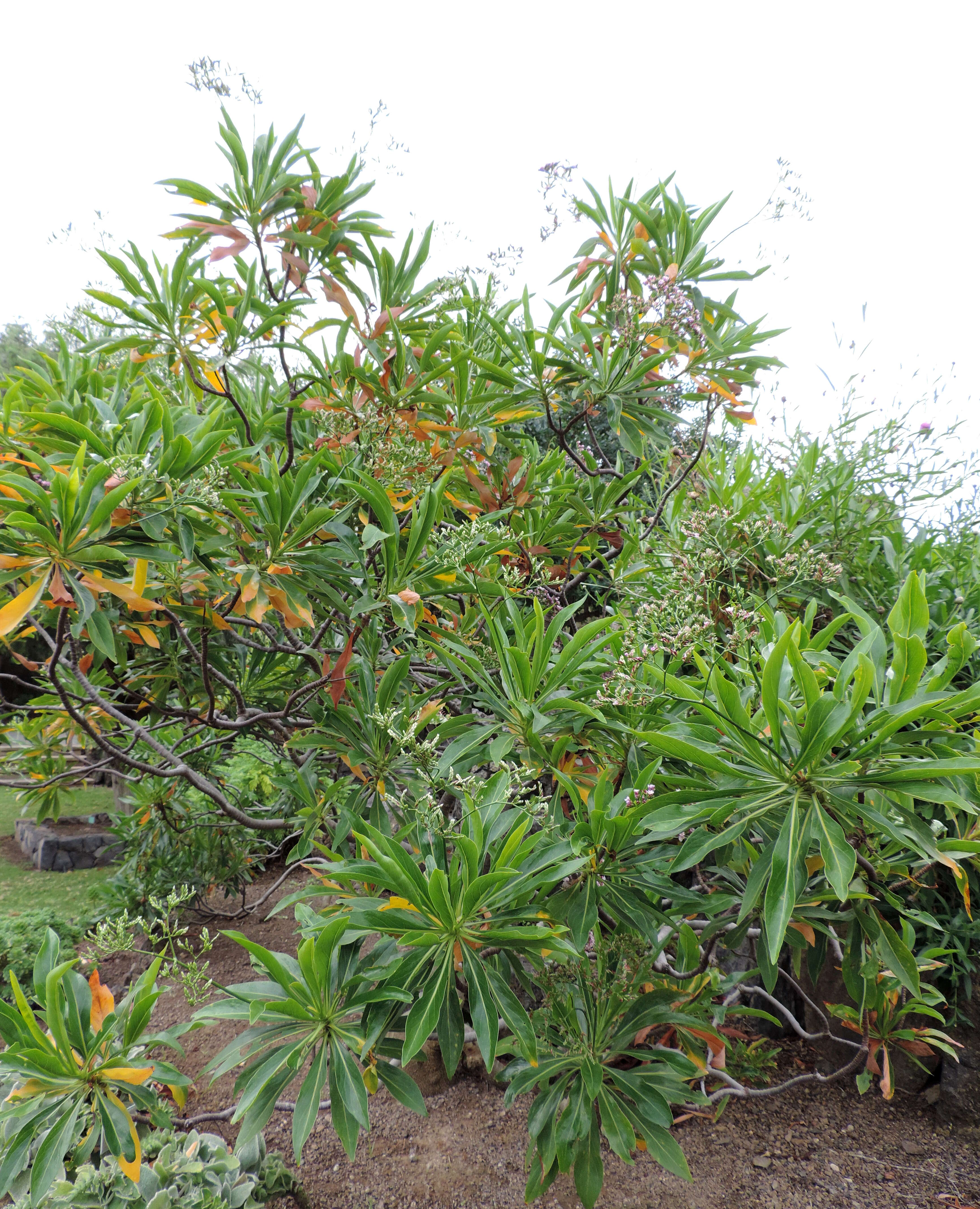 Image of Limonium dendroides Svent.