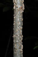 Image of cork elm