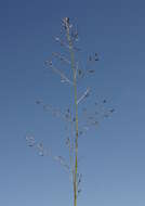 Image of Australian lovegrass