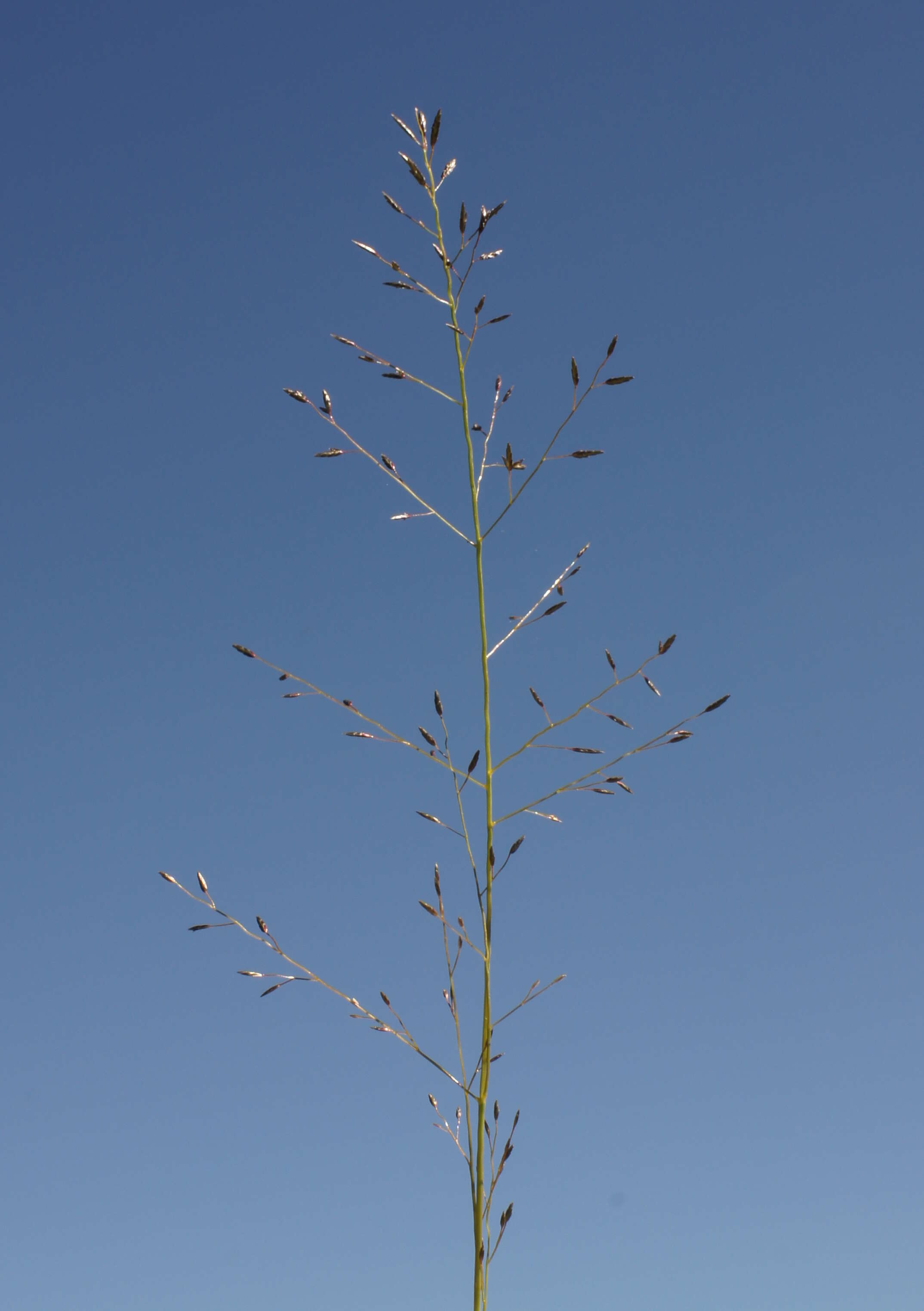 Image of Australian lovegrass