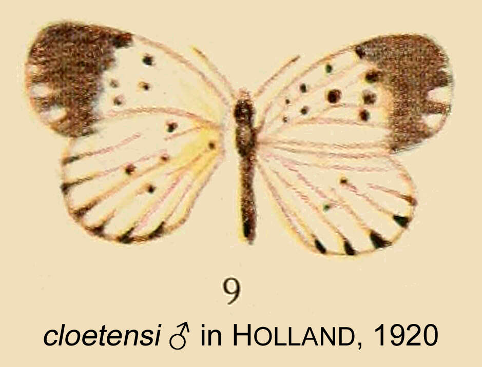 Image de Pentila cloetensi Aurivillius 1897