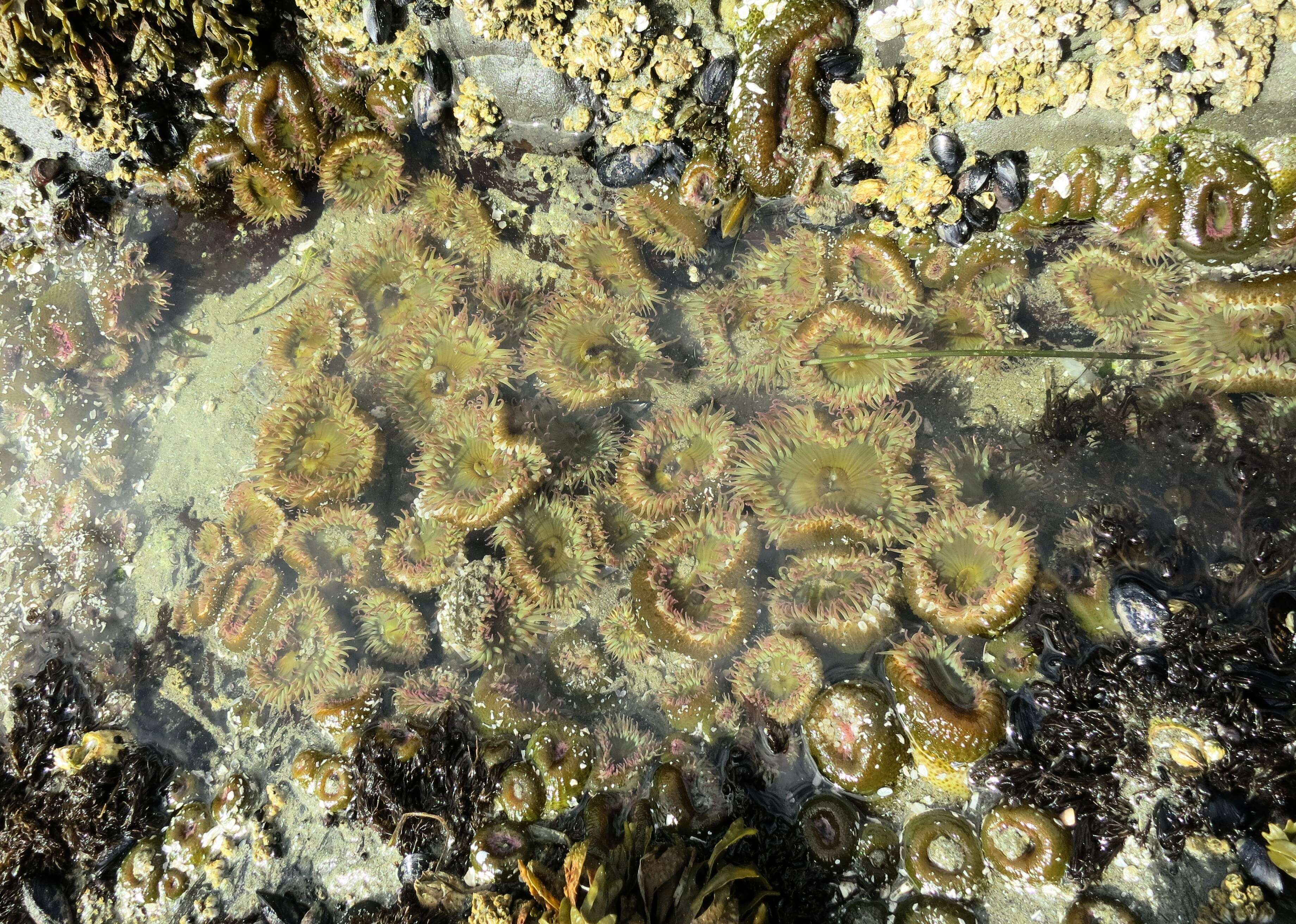 Image of sea anemones