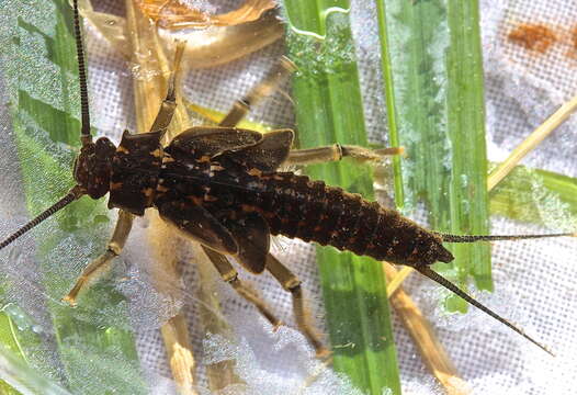 Image of American Salmonfly