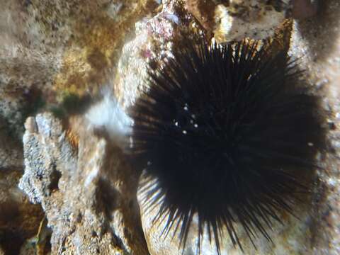 Image of Black Sea urchin