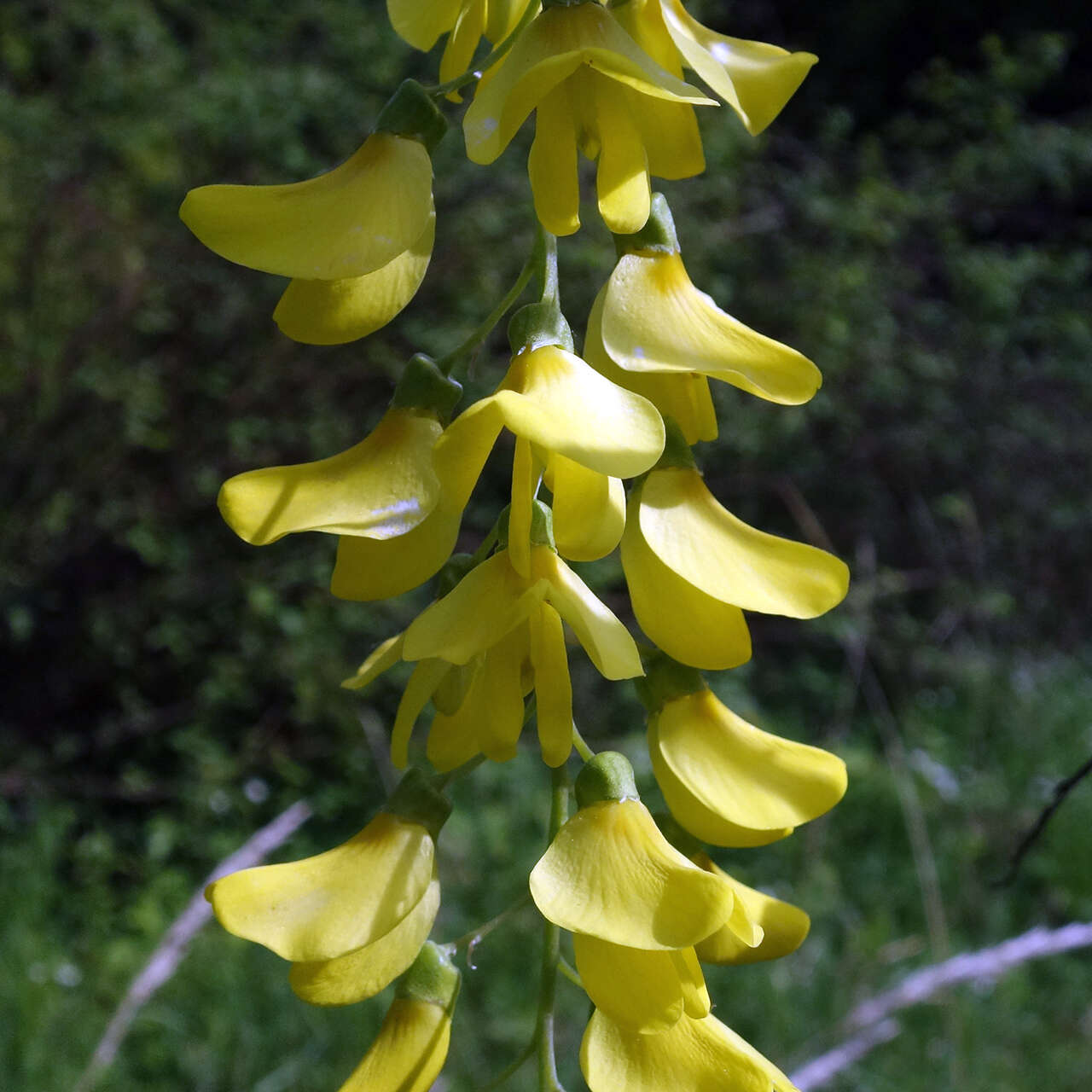 Image of Common Laburnum