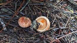 Image of Red Pine Mushroom