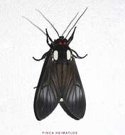 Image of Telioneura glaucopis Felder 1869