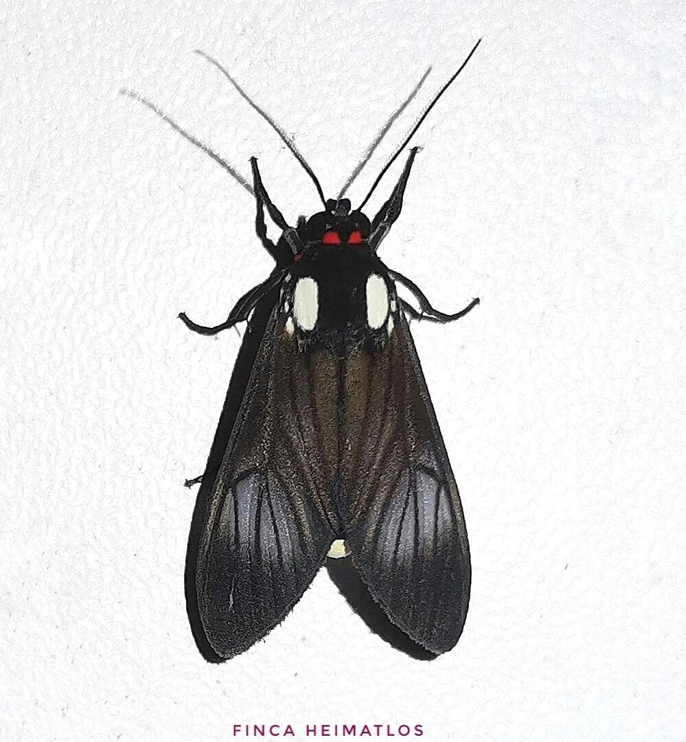 Image of Telioneura glaucopis Felder 1869