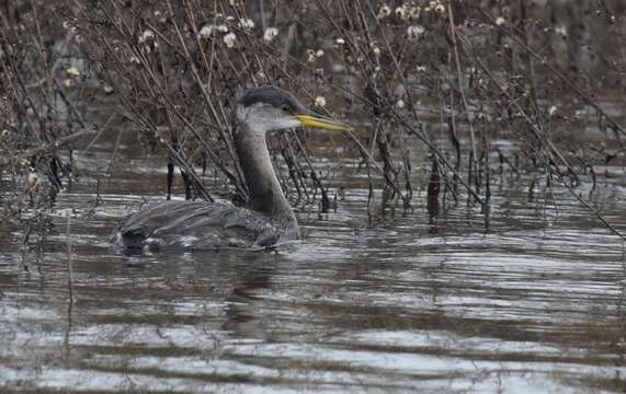 Image of Red-necked Grebe