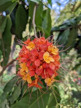 Image of Ashoka tree