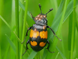 Image of Poecilochirus