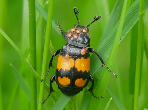 Image of Poecilochirus