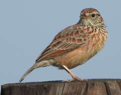 Image of Cape Clapper Lark