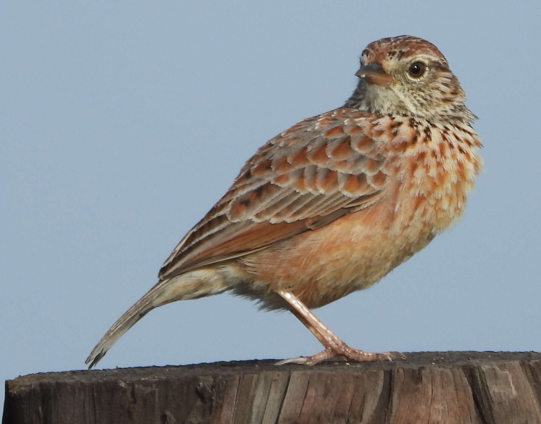 Image of Cape Clapper Lark