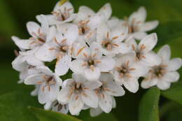 Image of gooseneck yellow loosestrife