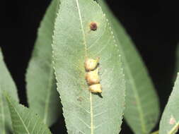 Image of gall midges and wood midges