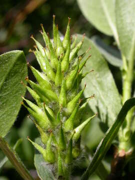 Image of Wolf's willow