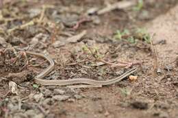 Lygophis lineatus (Linnaeus 1758) resmi