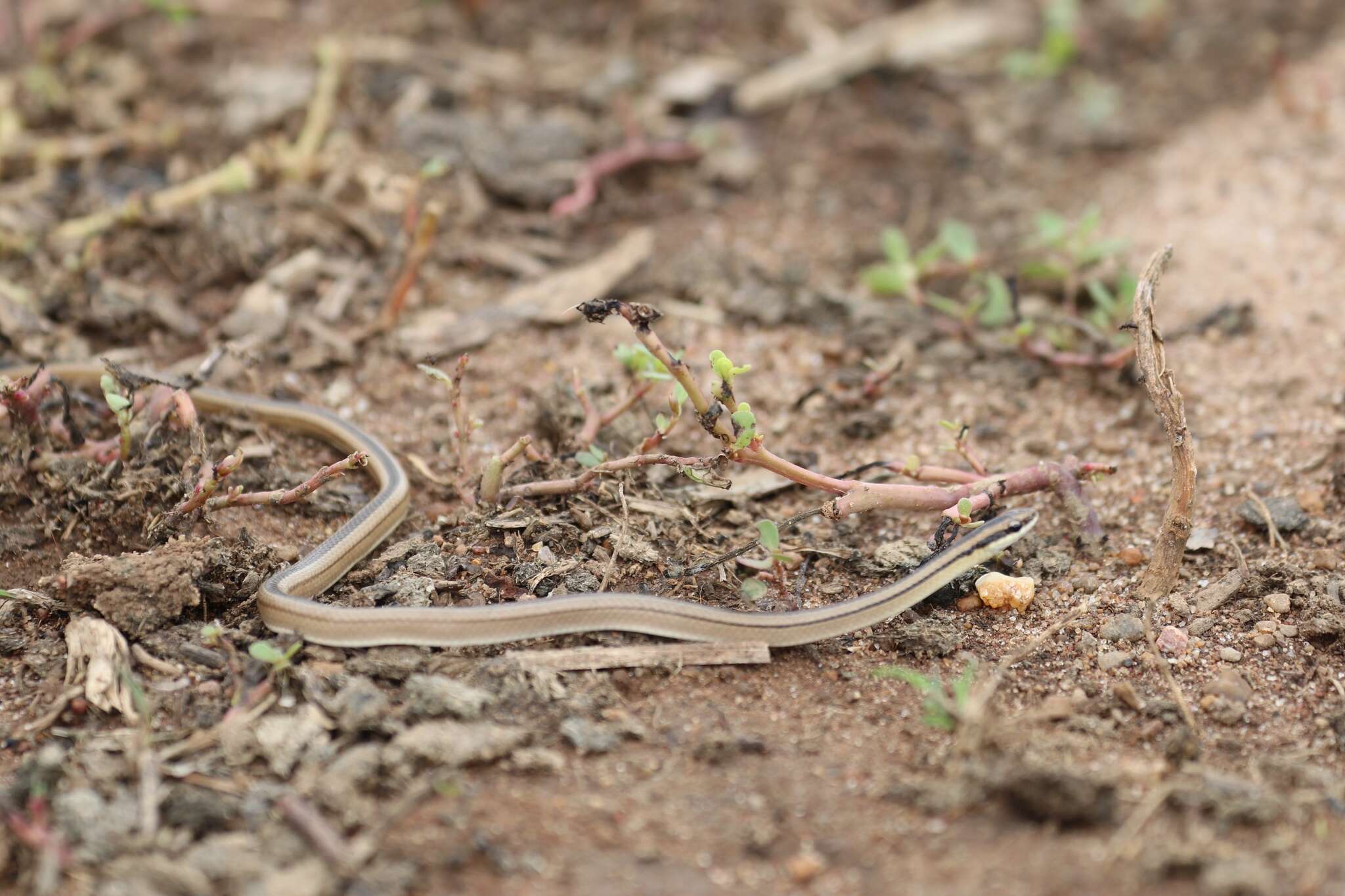 Plancia ëd Lygophis lineatus (Linnaeus 1758)