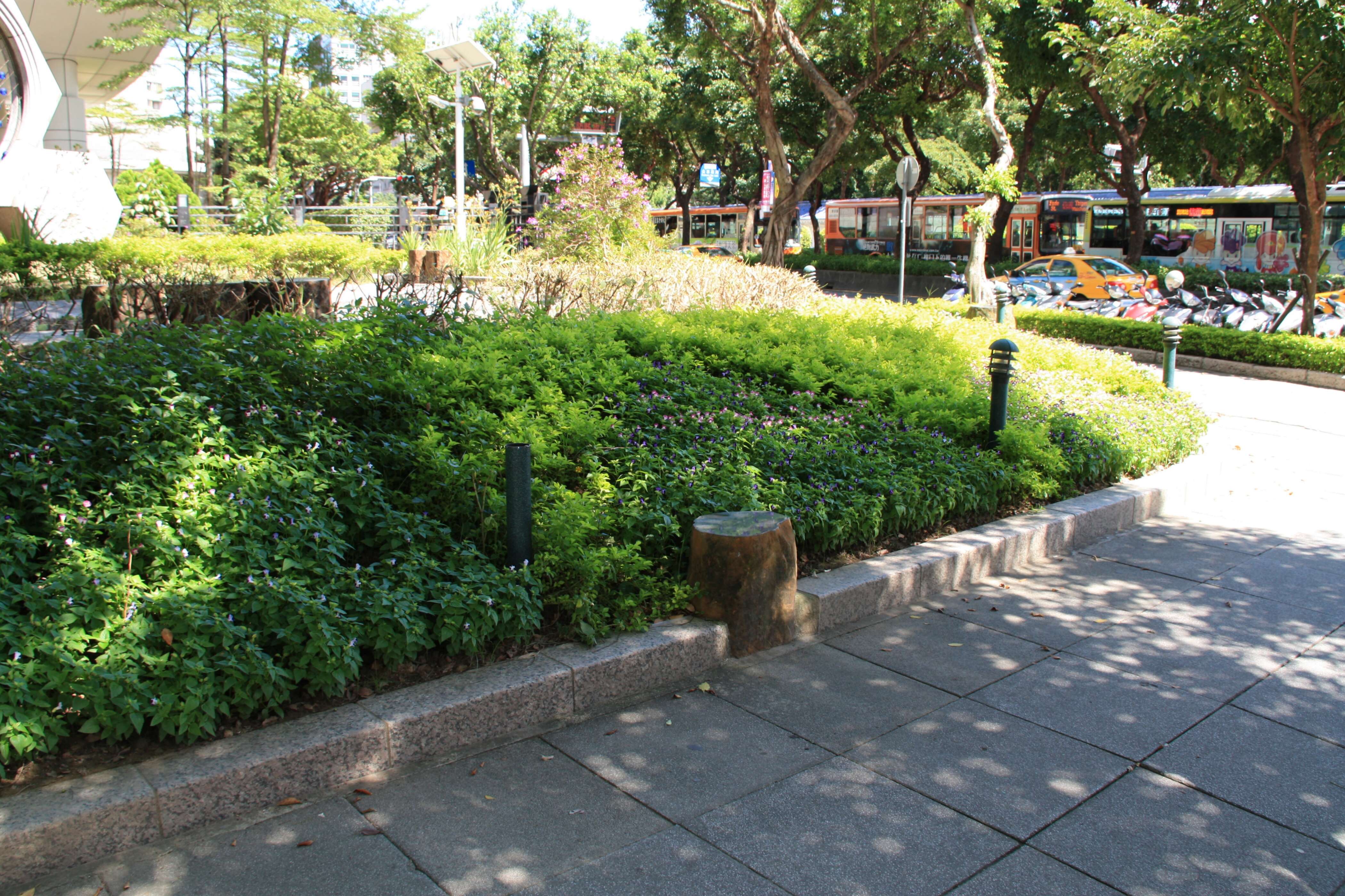 Image de Torenia fournieri Linden ex E. Fourn.