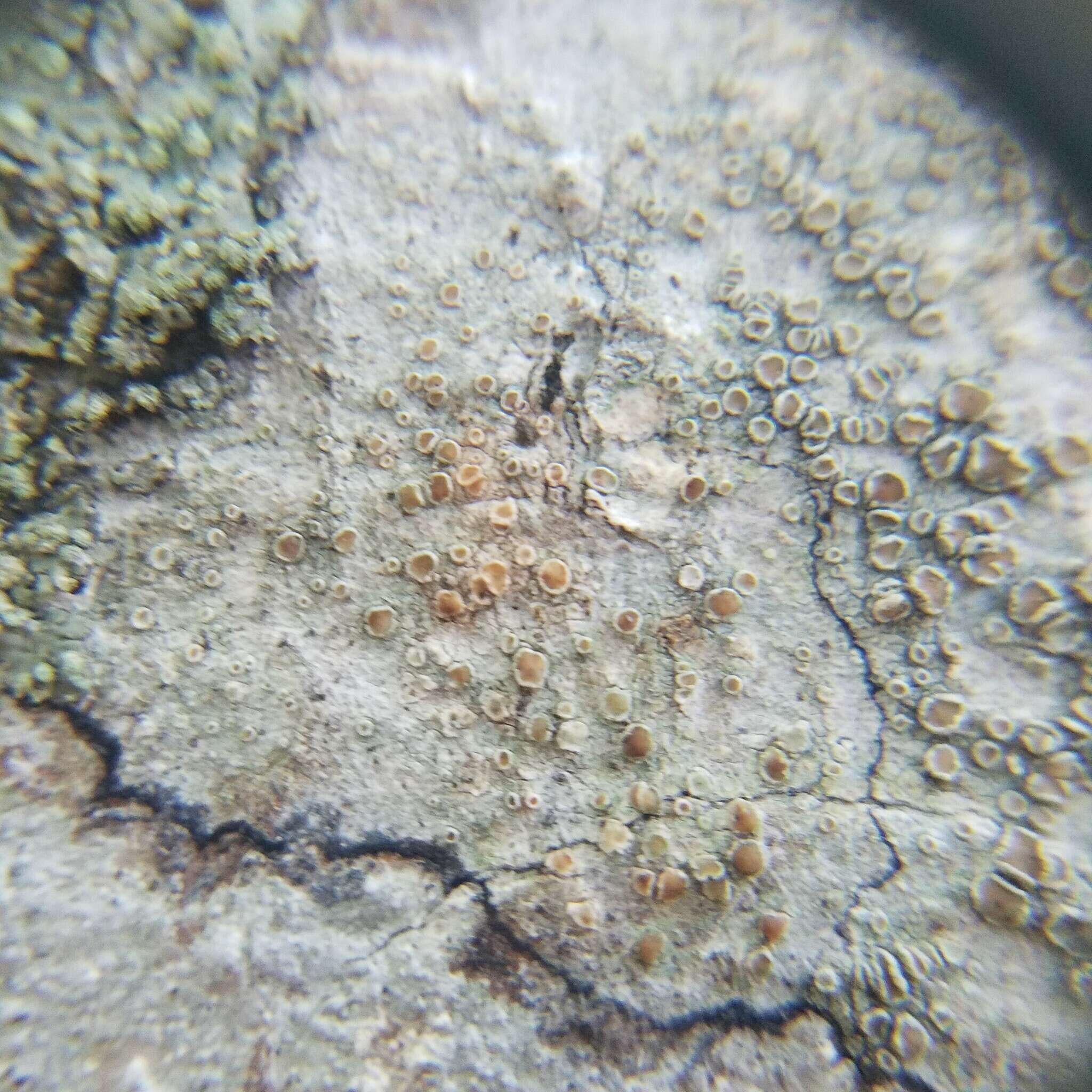 Image de Lecanora hybocarpa (Tuck.) Brodo