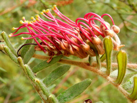 Image of Caley's grevillea