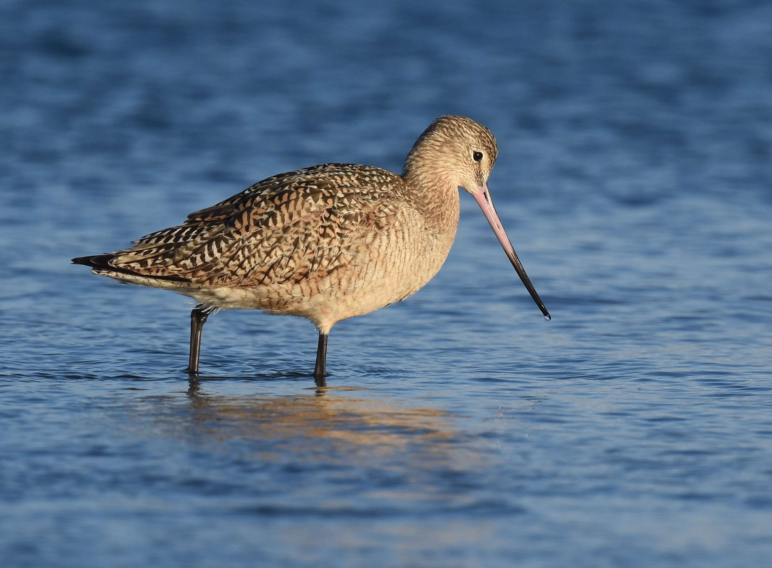 Image of Marbled Godwit