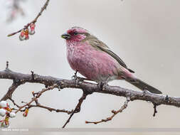 Image of Himalayan White-browed Rosefinch