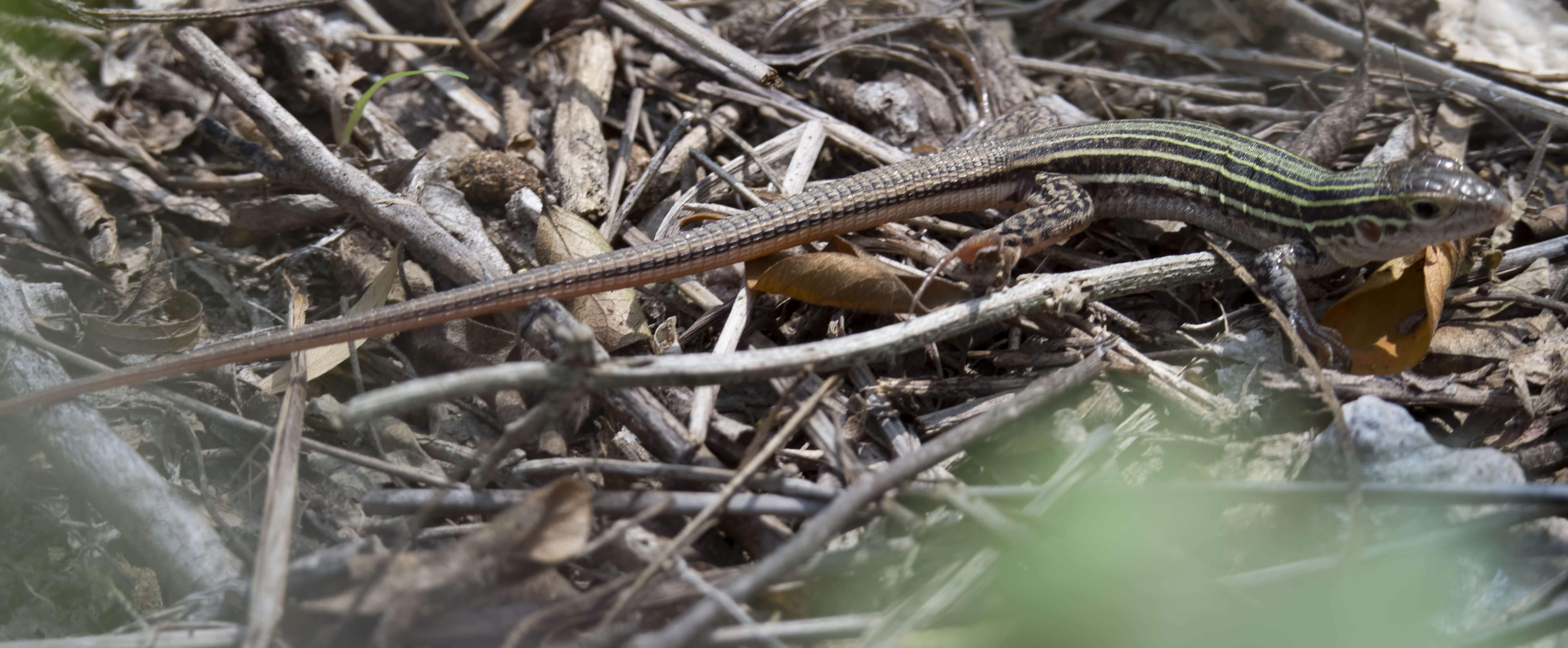 Image of Common Spotted Whiptail