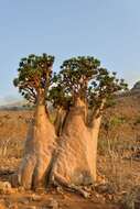 Image of Desert Rose