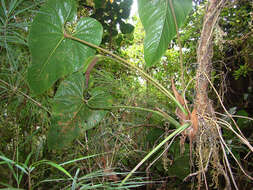 Imagem de Anthurium formosum Schott