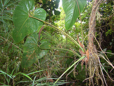 Imagem de Anthurium formosum Schott