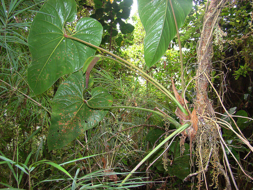 Anthurium formosum Schott resmi