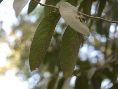 Image of Casearia tomentosa Roxb.