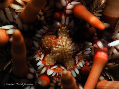 Image of slate pencil urchin