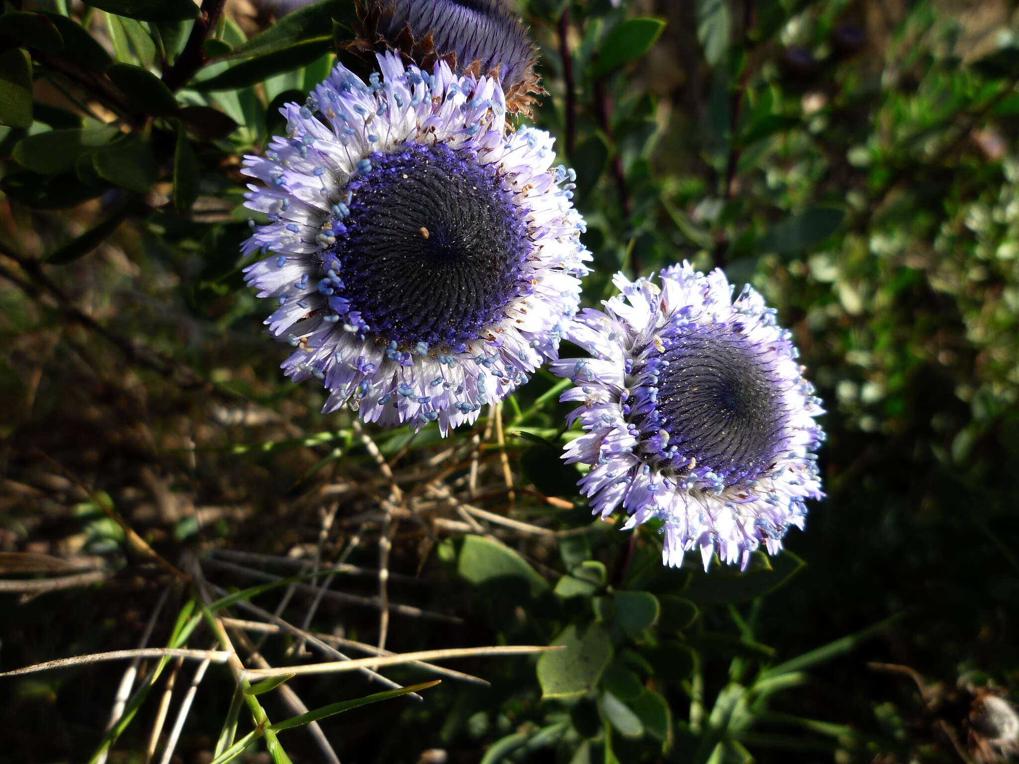 Image of Alypo globe daisy